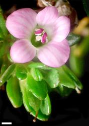 Veronica planopetiolata. Flower. Scale = 1 mm.
 Image: W.M. Malcolm © W.M. Malcolm CC-BY-NC 3.0 NZ
